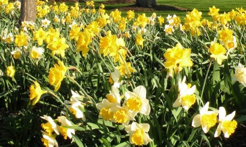 Day-Lillies