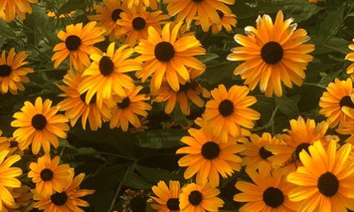 Flower-3