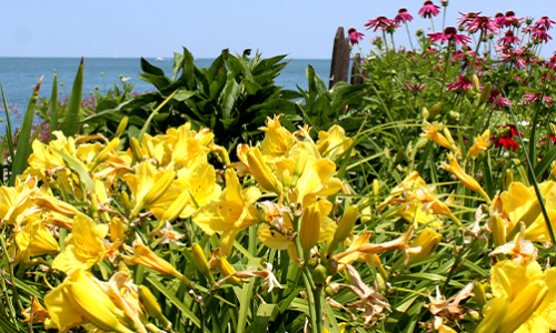 Flower-6