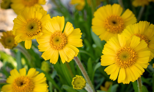 Lakeside-Daisy-Blog-Banner