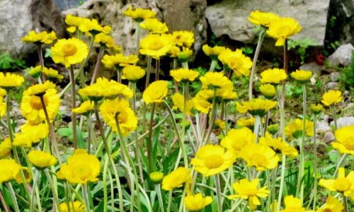 Lakeside-Daisy
