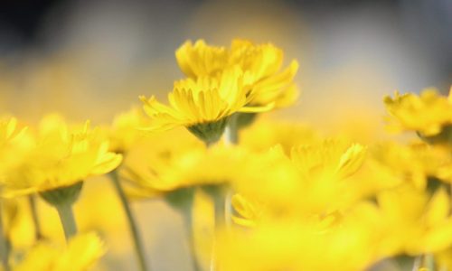 Lakeside-Daisy-scaled
