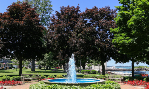 Tree Blog Banner