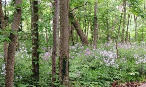 chautauqua-park-banner-4