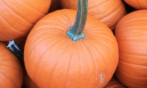 pumpkins-banner-scaled